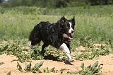 BORDER COLLIE 220